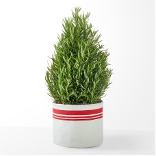 Good Cheer Rosemary Tree