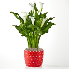 Elegant Romance Calla Lily