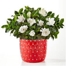 Gardenia Pearl Bloom