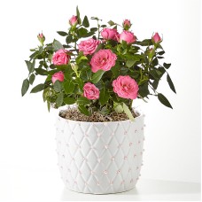 Blush Pearl Mini Rose