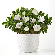 Pure Grace Gardenia