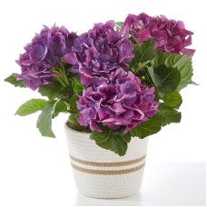 Pretty Purple Hydrangea