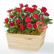 Cupid's Rose Garden
