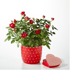 Pearl Kiss Red Mini Rose with Heart Shaped Chocolate