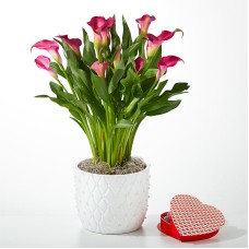 Blushing Beauty Calla Lily with Heart Shaped Chocolate