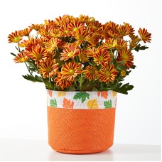 Fall Leaves Orange Mum