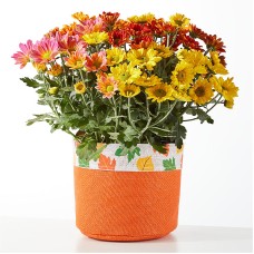 Fall Leaves Tricolor Mum