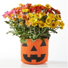Jack o'lantern Tricolor Mum