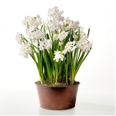 Precious Paperwhite Bulb Garden