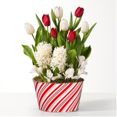 Candy Stripe Red and White Bulb Garden