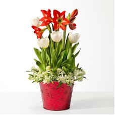 Red and White Bulb Garden