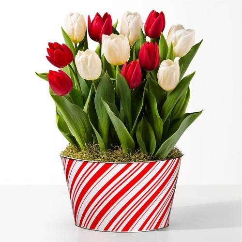 Red and White Mixed Tulip Bulb Garden