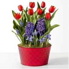 Red Tulip and Blue Hyacinth Bulb Garden