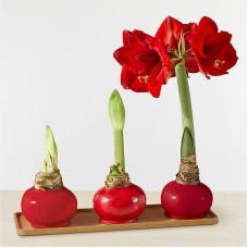 Red Wax Amaryllis Bulb Trio