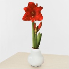 White Wax Amaryllis Bulb