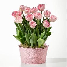 Here in My Heart Tulip Bulb Garden