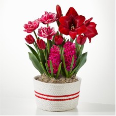 Simply Striking Bulb Garden