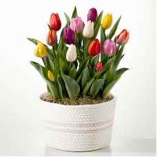 Rainbow Tulip Bulb Garden