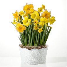 So Golden Daffodil Bulb Garden
