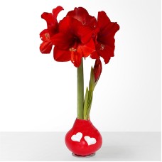Red Bloom Wax Amaryllis Bulb