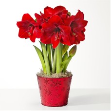 Red Amaryllis Bulb Garden