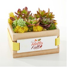 Fall Succulent Crate