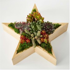 Joyous Star Succulent Garden