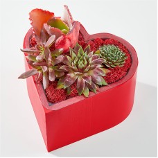 Heart Full of Love Succulent Garden