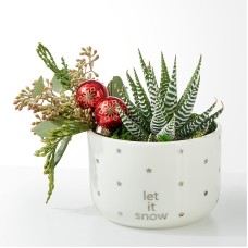 Let It Snow Succulent Garden