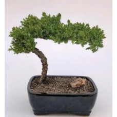 Juniper Bonsai Tree - Large
(Juniper Procumbens 