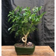 Hawaiian Umbrella Bonsai Tree - Medium
Coiled Trunk Style
(Arboricola Schefflera 'Luseanne')