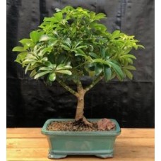 Hawaiian Umbrella Bonsai Tree - Medium
(Arboricola Schefflera 'Luseanne')