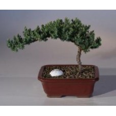 Juniper with Fairway Golf Ball
(Juniper Procumbens 
