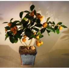 Orange Citrus Bonsai Tree
(