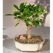 Ficus Retusa Bonsai Tree - Medium
(Ficus Retusa)