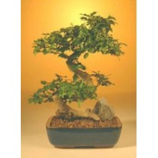 Flowering Ligustrum Bonsai Tree - Large Curved Trunk Style
(ligustrum lucidum)