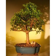 Baby Jade Bonsai Tree - Extra Large
(Portulacaria Afra)
