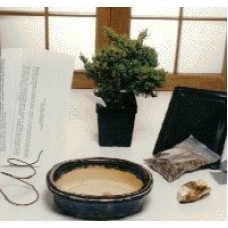 Basic Starter Kit - Juniper Procumbens
Make Your Own Bonsai Tree