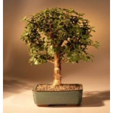 Baby Jade Bonsai Tree - Medium
(Portulacaria Afra)