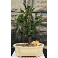 Japanese Dwarf Pagoda Holly
(Ilex Crenata dwarf 