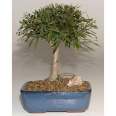Willow Leaf Ficus Bonsai Tree-Medium
(Ficus Nerifolia/Salisafolia)