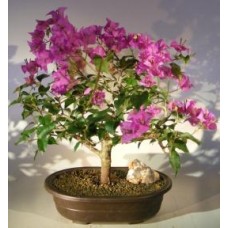 Flowering Bougainvillea Bonsai Tree - Large
(Pink Pixie)