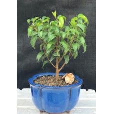 Ficus 'Too Little' Bonsai Tree - Small(ficus benjamina