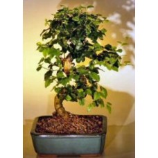 Flowering Ligustrum Bonsai Tree with Curved Trunk-Medium
(ligustrum lucidum)