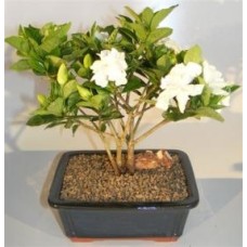 Flowering Gardenia Bonsai Tree - Multi Trunk Style
(gardenia jasminoides)