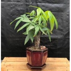 Money Bonsai Tree - Stump Style
(Pachira Aquatica)
