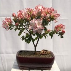 Flowering Azalea Bonsai Tree
(Azalea Japonica 'Sachsenstern')
