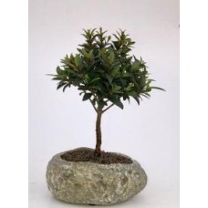 Flowering Brush Cherry In Faux Lava Rock
(eugenia myrtifolia)