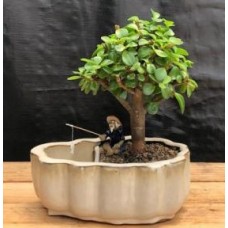 Baby Jade Bonsai Tree
Land/Water Pot With Scalloped Edges
(Portulacaria Afra)