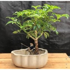 Hawaiian Umbrella Bonsai Tree
Land/Water Pot with Scalloped Edges
(arboricola schefflera 'luseanne')